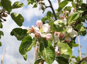 Jabloň zimní 'Julie' - Malus domestica 'Julie'