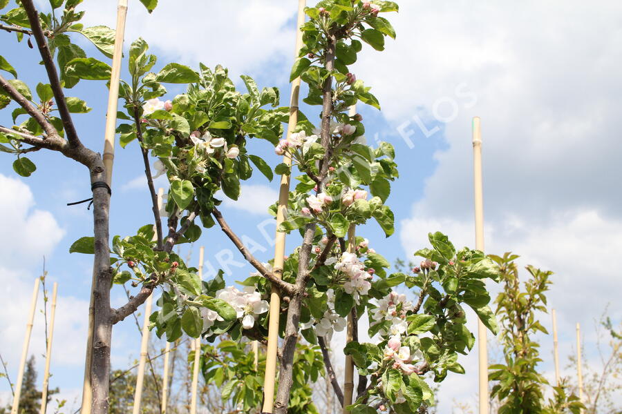 Jabloň zimní 'Julie' - Malus domestica 'Julie'