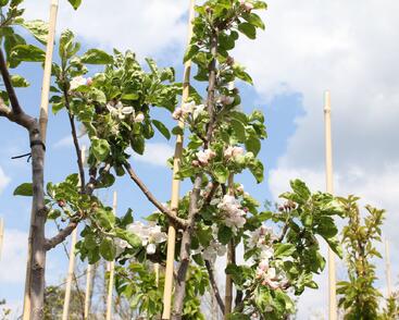 Jabloň zimní 'Julie'