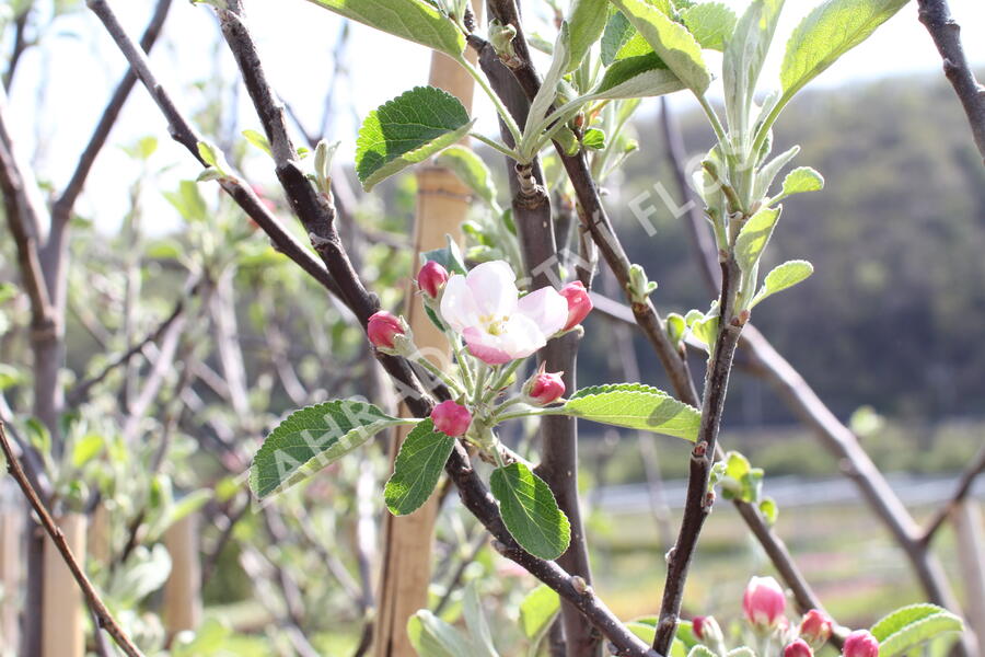 Jabloň zimní 'Braeburn' - Malus domestica 'Braeburn'