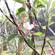 Jabloň zimní 'Braeburn' - Malus domestica 'Braeburn'