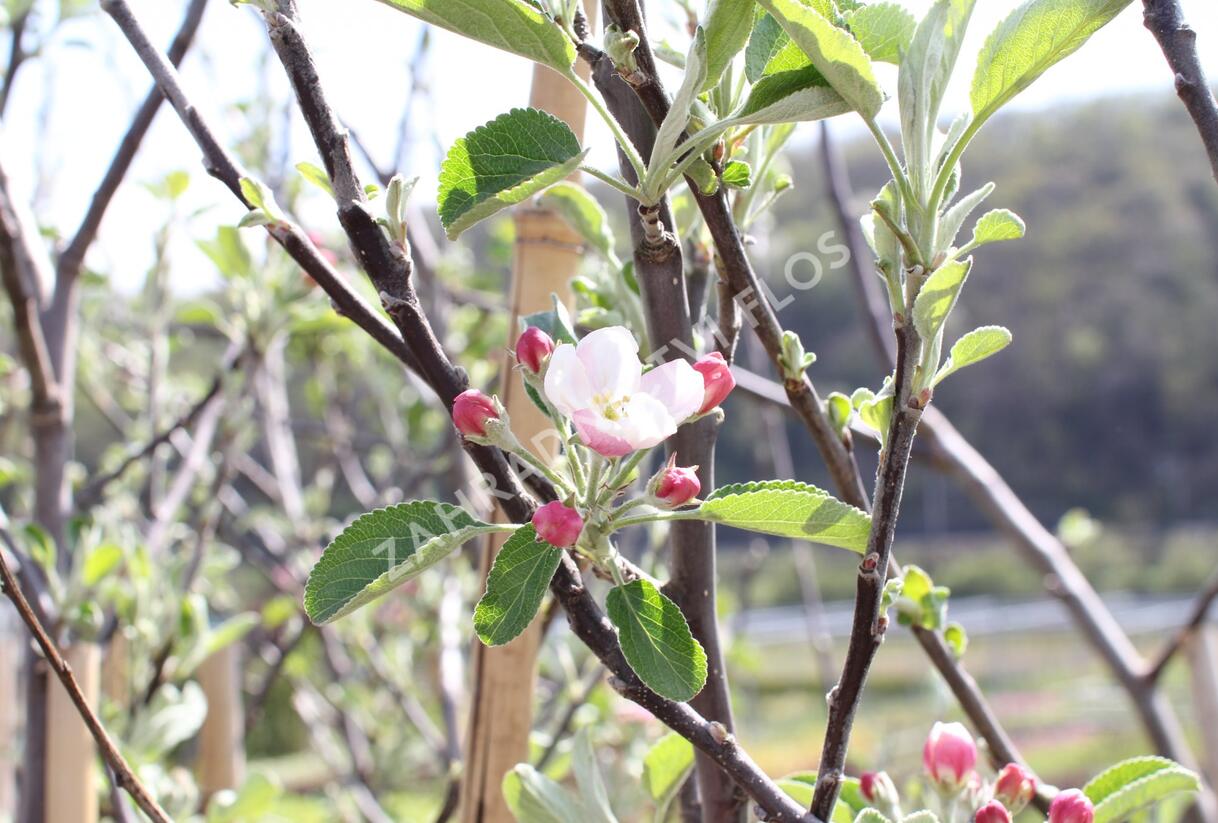 Jabloň zimní 'Braeburn' - Malus domestica 'Braeburn'