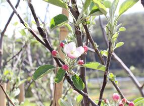 Jabloň zimní 'Braeburn' - Malus domestica 'Braeburn'