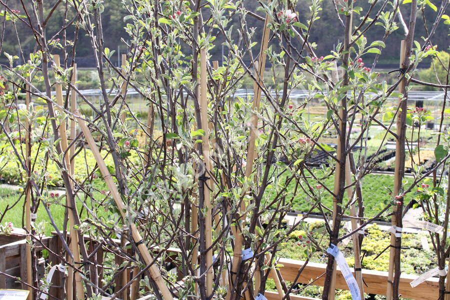 Jabloň zimní 'Braeburn' - Malus domestica 'Braeburn'
