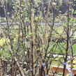 Jabloň zimní 'Braeburn' - Malus domestica 'Braeburn'