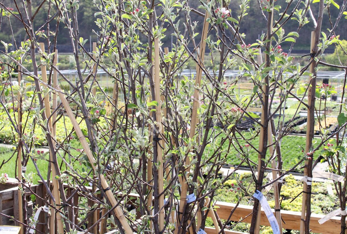 Jabloň zimní 'Braeburn' - Malus domestica 'Braeburn'