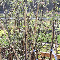 Jabloň zimní 'Braeburn' - Malus domestica 'Braeburn'