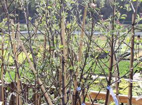 Jabloň zimní 'Braeburn' - Malus domestica 'Braeburn'