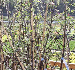 Jabloň zimní 'Braeburn' - Malus domestica 'Braeburn'