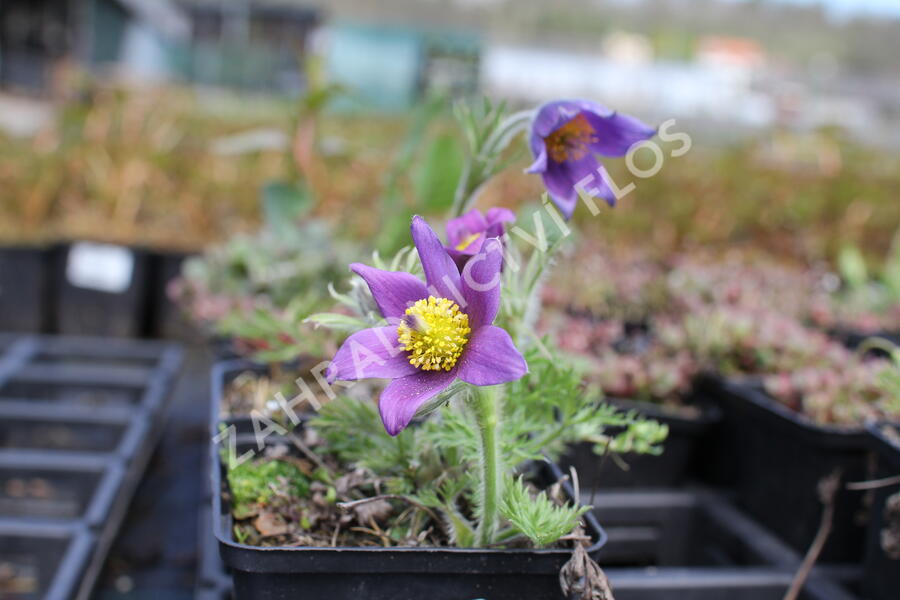 Koniklec obecný 'Blaue Glocke' - Pulsatilla vulgaris 'Blaue Glocke'