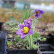 Koniklec obecný 'Blaue Glocke' - Pulsatilla vulgaris 'Blaue Glocke'