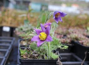 Koniklec obecný 'Blaue Glocke' - Pulsatilla vulgaris 'Blaue Glocke'