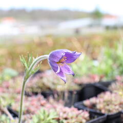 Koniklec obecný 'Blaue Glocke' - Pulsatilla vulgaris 'Blaue Glocke'