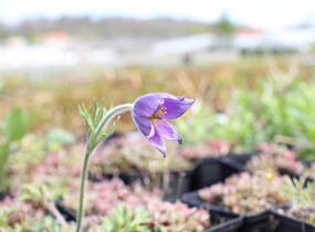 Koniklec obecný 'Blaue Glocke' - Pulsatilla vulgaris 'Blaue Glocke'