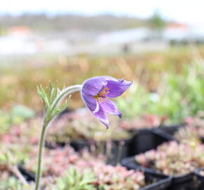 Koniklec obecný 'Blaue Glocke' - Pulsatilla vulgaris 'Blaue Glocke'