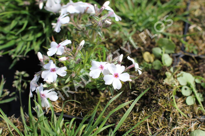 Plamenka šídlovitá 'Pharao Red Eye' - Phlox subulata 'Pharao Red Eye'