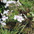 Plamenka šídlovitá 'Pharao Red Eye' - Phlox subulata 'Pharao Red Eye'