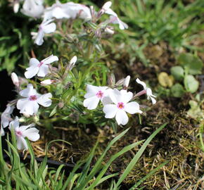 Plamenka šídlovitá 'Pharao Red Eye' - Phlox subulata 'Pharao Red Eye'