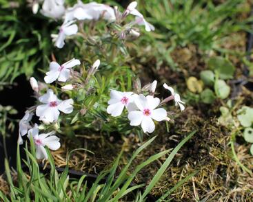 Plamenka šídlovitá 'Pharao Red Eye'