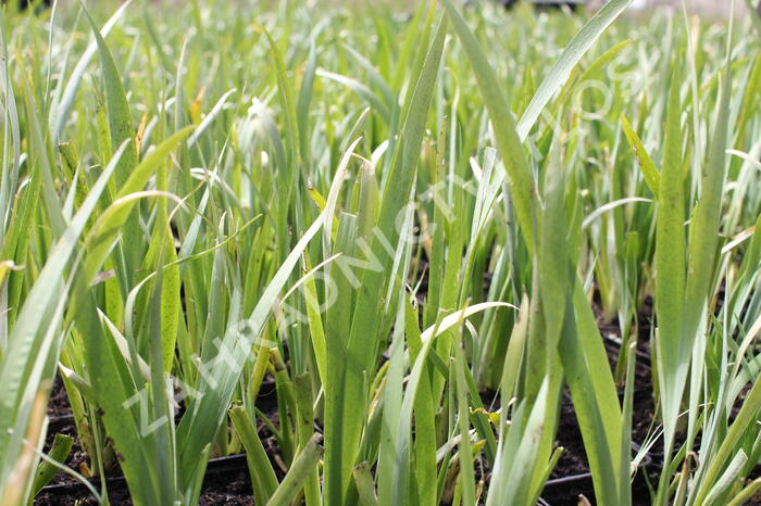 Kosatec 'All Agaze' - Iris louisiana 'All Agaze'