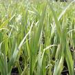Kosatec 'All Agaze' - Iris louisiana 'All Agaze'