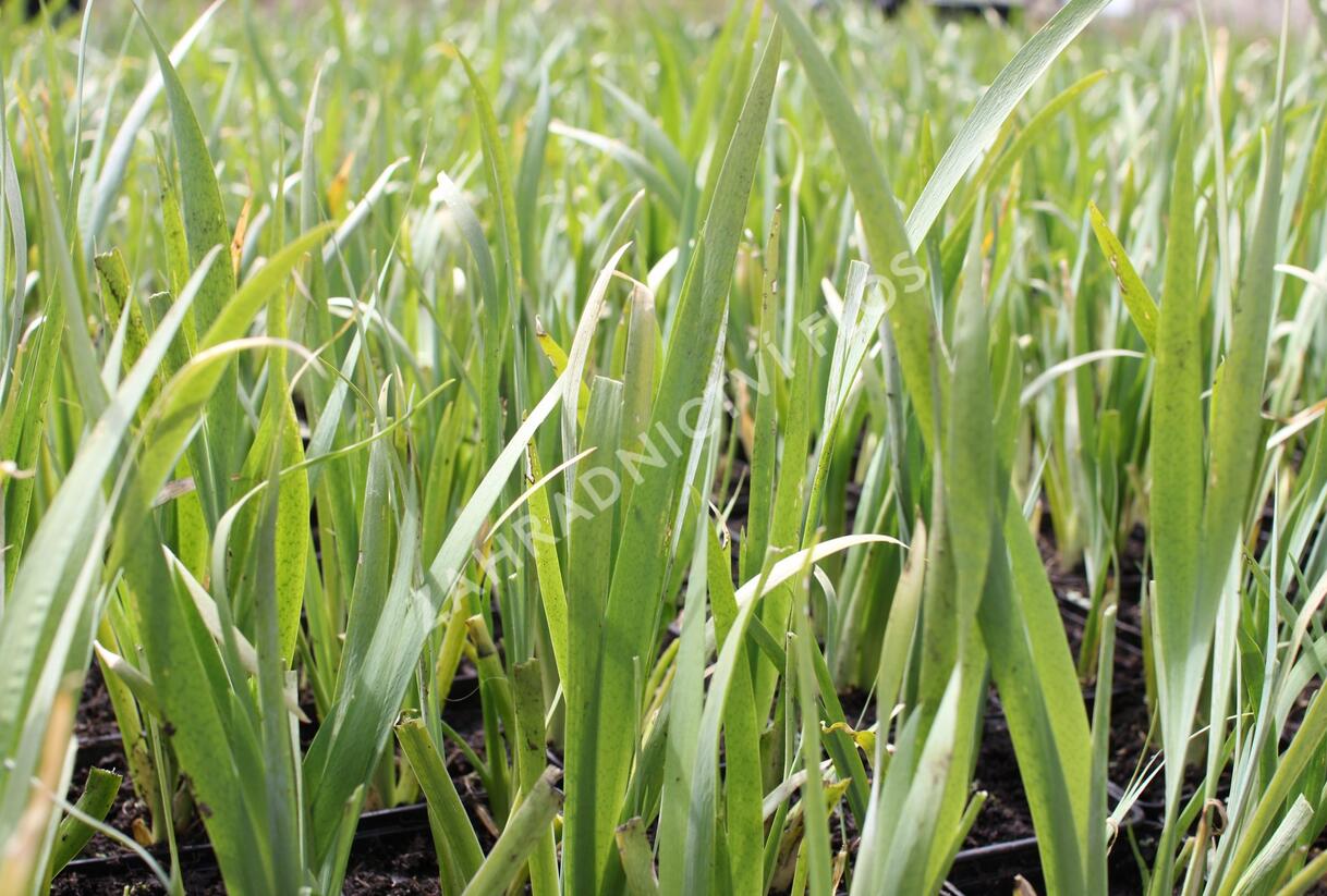 Kosatec 'All Agaze' - Iris louisiana 'All Agaze'