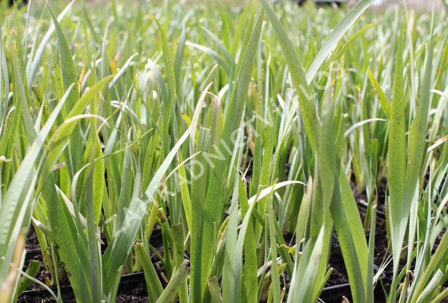 Kosatec 'All Agaze' - Iris louisiana 'All Agaze'