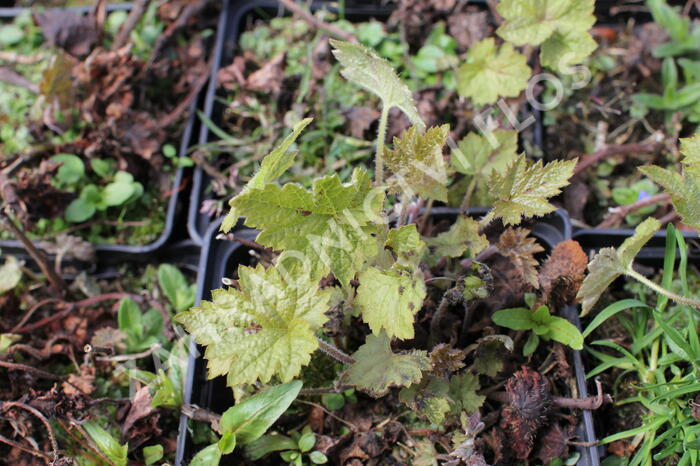 Mitrovnička ‘Sunset Ridge’ - Tiarella 'Sunset Ridge'