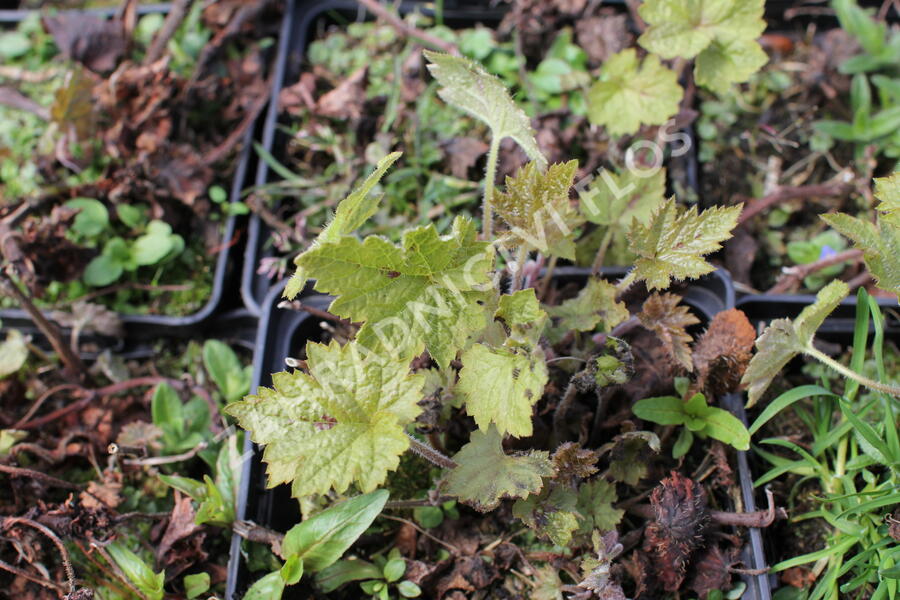 Mitrovnička ‘Sunset Ridge’ - Tiarella 'Sunset Ridge'