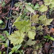 Mitrovnička ‘Sunset Ridge’ - Tiarella 'Sunset Ridge'