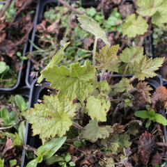 Mitrovnička ‘Sunset Ridge’ - Tiarella 'Sunset Ridge'