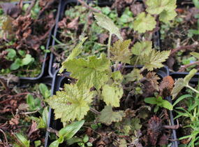 Mitrovnička ‘Sunset Ridge’ - Tiarella 'Sunset Ridge'