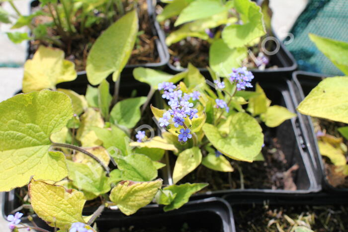 Pomněnkovec velkolistý 'Diane's Gold' - Brunnera macrophylla 'Diane's Gold'