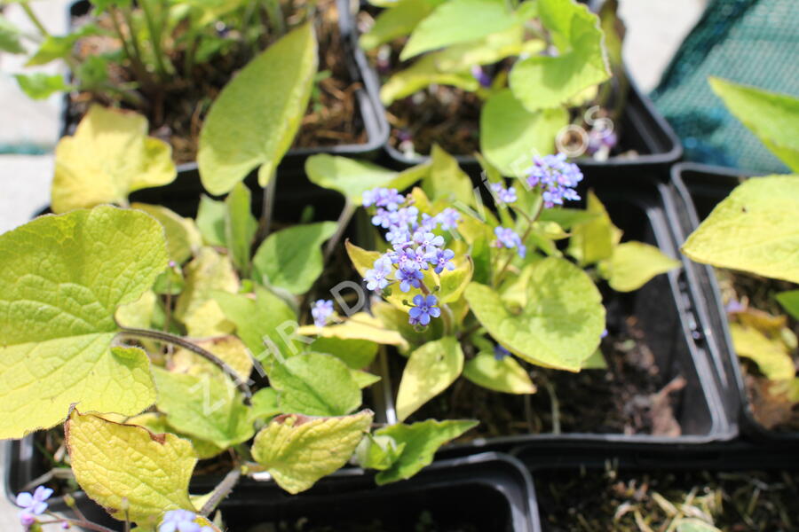 Pomněnkovec velkolistý 'Diane's Gold' - Brunnera macrophylla 'Diane's Gold'