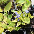 Pomněnkovec velkolistý 'Diane's Gold' - Brunnera macrophylla 'Diane's Gold'