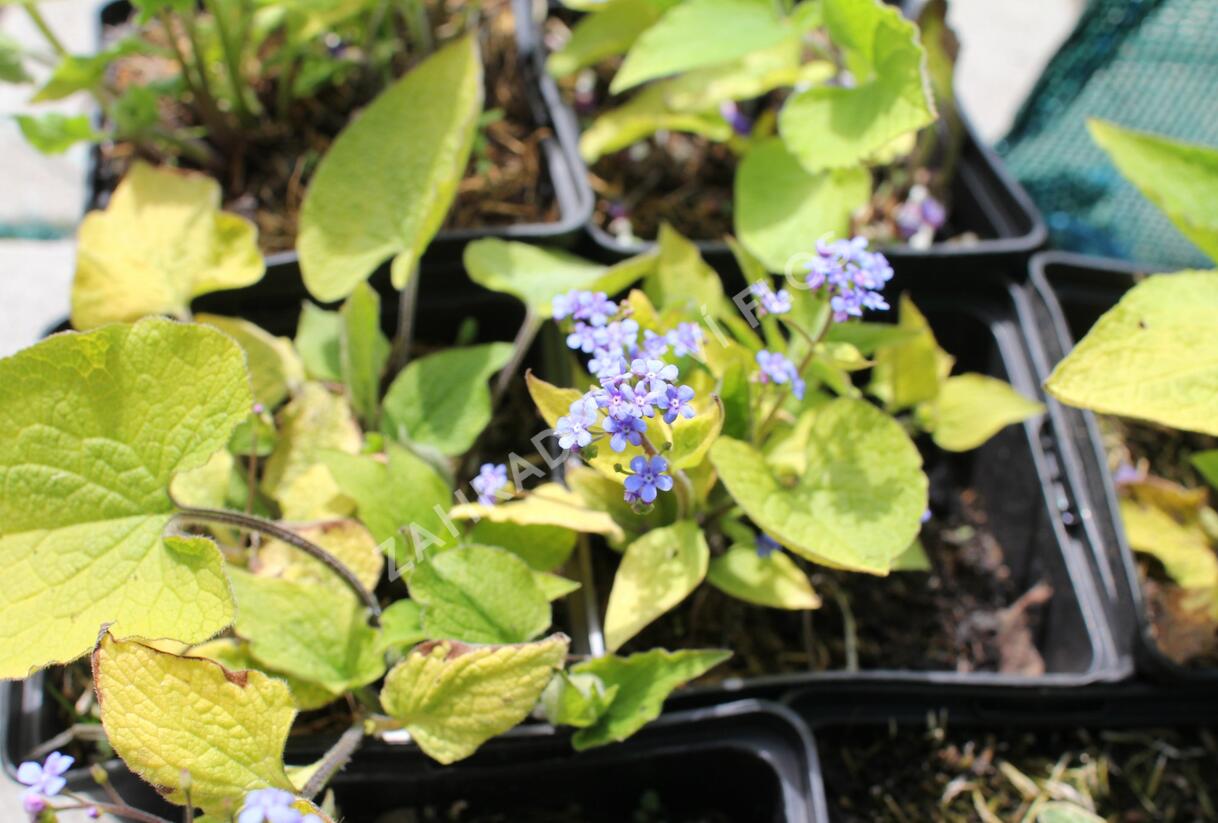 Pomněnkovec velkolistý 'Diane's Gold' - Brunnera macrophylla 'Diane's Gold'