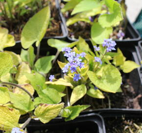 Pomněnkovec velkolistý 'Diane's Gold' - Brunnera macrophylla 'Diane's Gold'