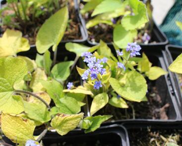 Pomněnkovec velkolistý 'Diane's Gold'