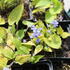 pomnenkovec-velkolisty-diane-s-gold.jpg