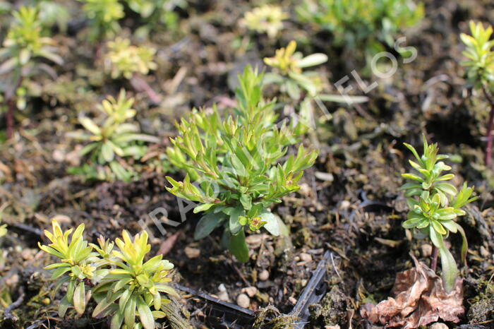 Iberka vždyzelená 'Snowflake' - Iberis sempervirens 'Snowflake'