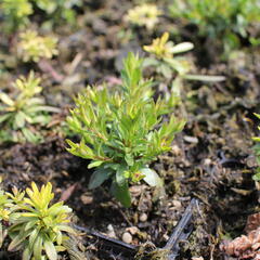 Iberka vždyzelená 'Snowflake' - Iberis sempervirens 'Snowflake'