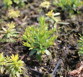 Iberka vždyzelená 'Snowflake' - Iberis sempervirens 'Snowflake'