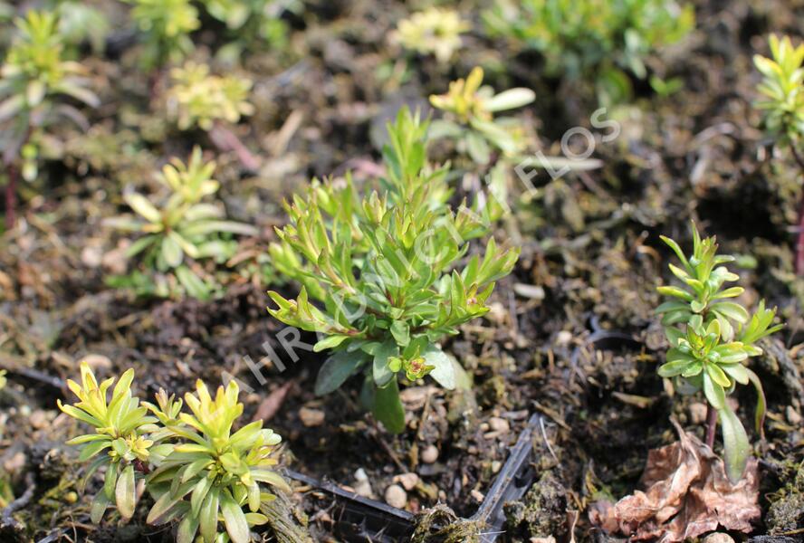 Iberka vždyzelená 'Snowflake' - Iberis sempervirens 'Snowflake'