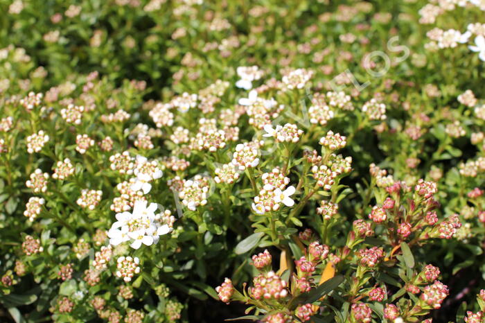 Iberka 'Tuff Candy' - Iberis sempervirens 'Tuff Candy'