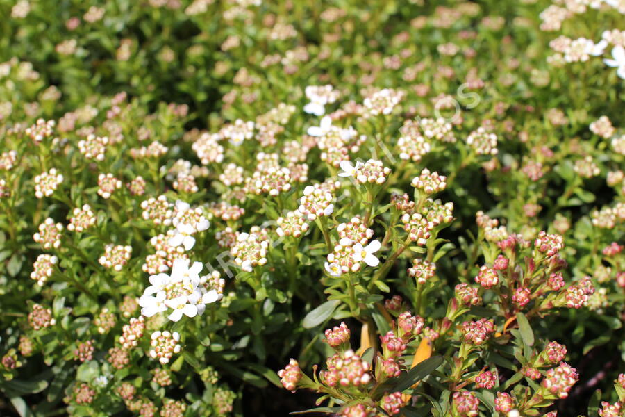 Iberka vždyzelená 'Tuff Candy' - Iberis sempervirens 'Tuff Candy'