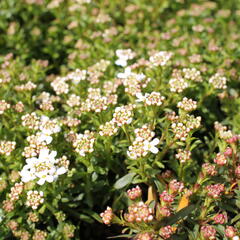 Iberka 'Tuff Candy' - Iberis sempervirens 'Tuff Candy'