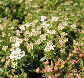 Iberka 'Tuff Candy' - Iberis sempervirens 'Tuff Candy'