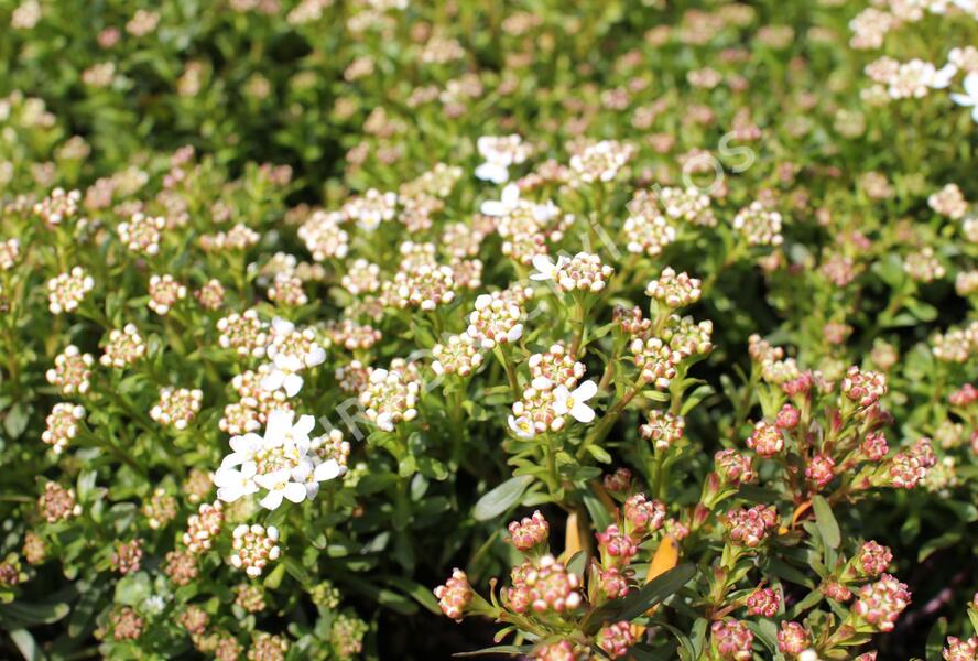 Iberka vždyzelená 'Tuff Candy' - Iberis sempervirens 'Tuff Candy'