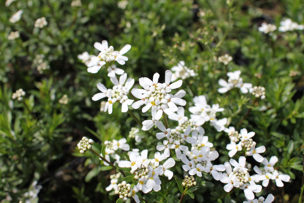 Iberka 'Zwergschneeflocke' - Iberis sempervirens 'Zwergschneeflocke' | Zahradnictví FLOS
