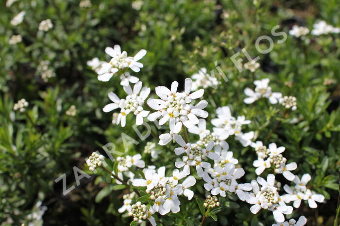 Iberka vždyzelená 'Zwergschneeflocke' - Iberis sempervirens 'Zwergschneeflocke'